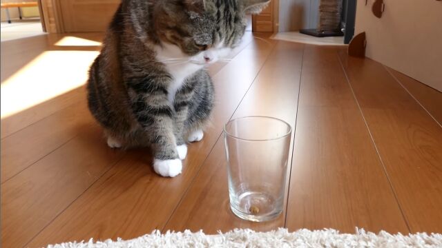 利き手はどっちだ?2匹の猫、まるとはなの利き手がどちらなのかを検証してみた