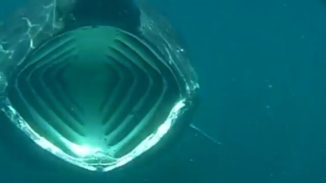 丸呑みにされそうなアングルが怖い、お食事中のウバザメ撮影