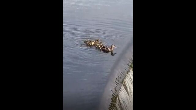 ���ä��줫�������ҥ��⡢���򤨤�����򲼤륫��οƻ�