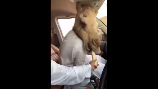 酷いけど笑っちゃう。悪友のせいでラクダにのしかかられ、パニック状態な男