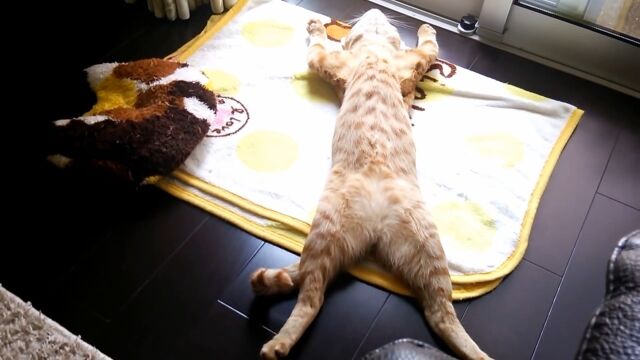 「野生?なにそれ?」警戒心ゼロ、無防備極まりない「猫の開き」の作り方
