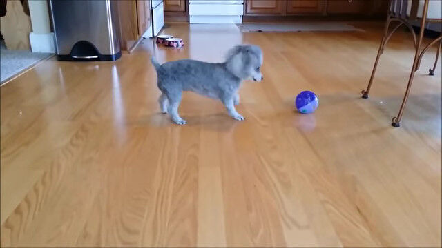 ǭ�Υ�����㤬���ˤʤ뤱���ݤ���