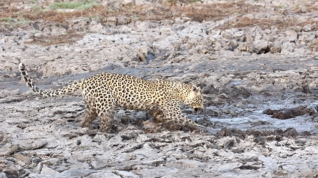 ťγʪäɿ䤦ʪˤʤ꤫