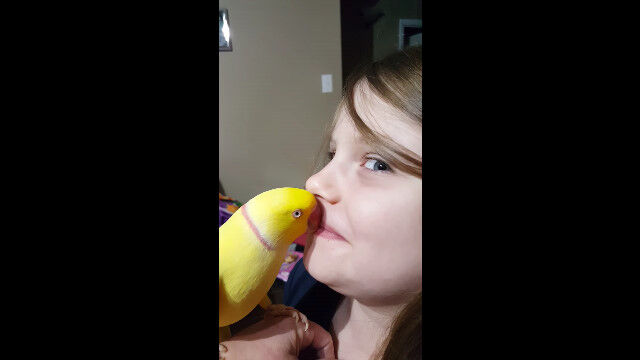 少女と熱烈にチュッチュする黄色いワカケホンセイインコ