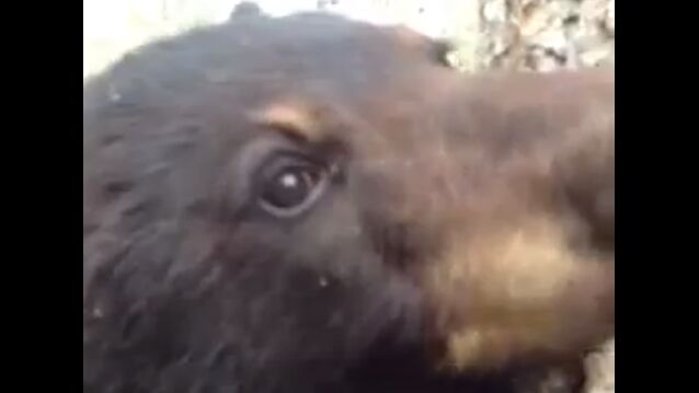 ������ݤ����ڤξ�ˤ����饯�ޤ����Фꡢ�ܤ�ɡ����ޤǤ�äƤ���