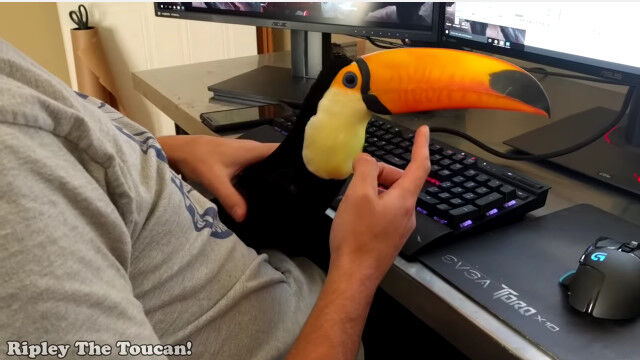 ��Ǥ��ƹ����������ͤ˲��������˥����ϥ����������İ��� ����2