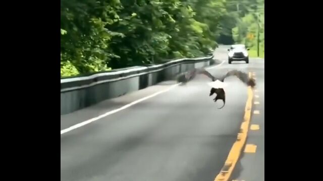 獲物をぶらさげて低空飛行。目の前をハクトウワシが飛ぶ貴重な光景