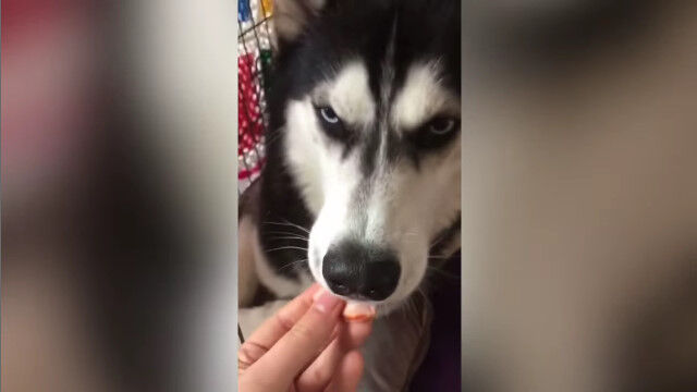 賢い上に器用。エサに隠された薬だけを選り分け、上手く吐き出すハスキー犬