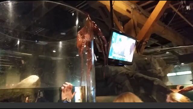 シアトル水族館のタコの展示方法が大きな誤りだった模様