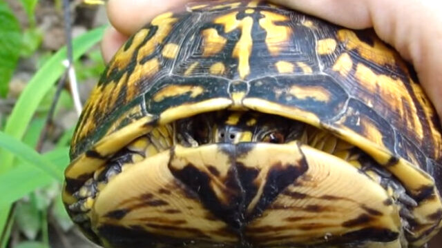 ハコガメはその名の通り、箱のように甲羅の中に閉じこもる