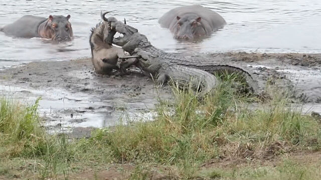 同じ草食動物のよしみ?ワニに襲われて水中に引き釣りこまれたヌーを、カバの群れが取り囲んで救う
