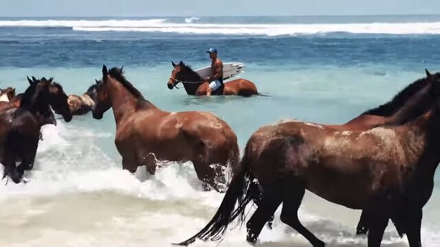引退した競走馬たちが波打ち際で戯れる楽園、インドネシアのスンバ島