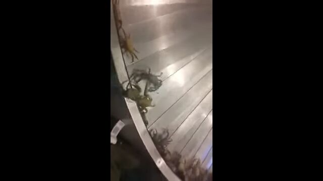 �����Υ٥�ȥ���٥������������ˤ�����ή��Ƥ���Ȥ�������