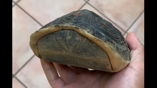 頭と前足を完全に隠せる密閉っぷりが素晴らしいハコガメ