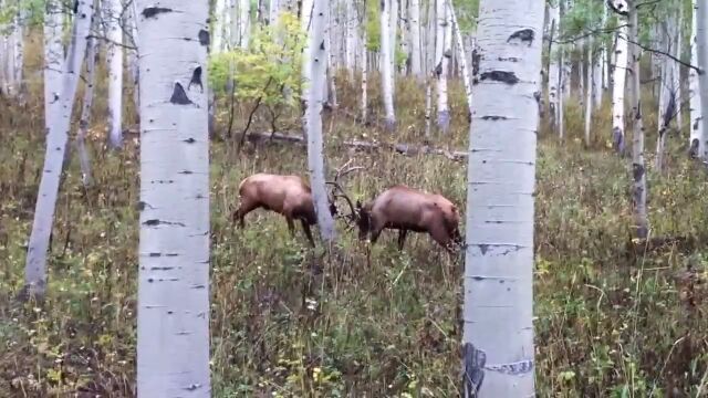 Ω�ɤʥĥΤ����ޤ��臘��2Ƭ���礭�ʥ���ꥫ��������