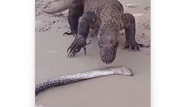 コモドオオトカゲの、あんまし頭よくない所はちょっと可愛い