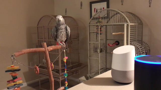 鳥もAIと話す時代。アレクサを音声で操作するヨウムのペトラちゃん