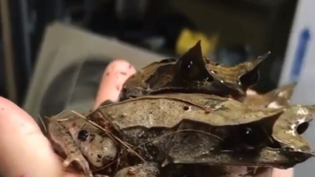 葉っぱのように擬態したカエル、ミツヅノコノハガエルがすごい