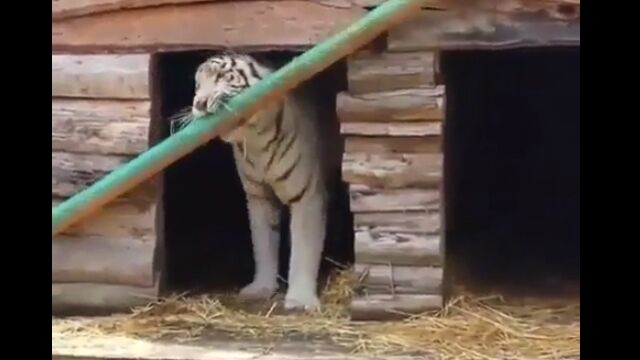 トラもやるのか。「なぜか寝床に持ち込めない!」と思いつつ、お気に入りの棒を寝床へ運ぼうとするホワイトタイガー
