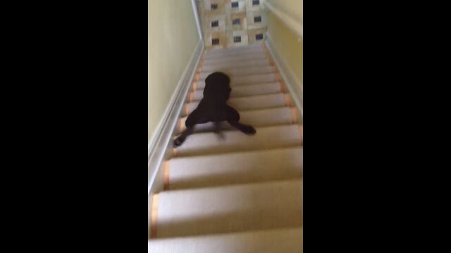 ʤϹߤꤺ˳ΡǧƤ餷֥ɡ롦ȥ꡼СλҸ