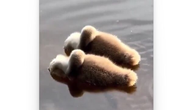 ���̤��⤫�֤̤�����ߤߤ����ʥե�ե�ʪ�Ρ�����ϲİ���