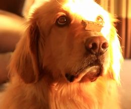 ヨダレ出しすぎ。鼻先のエサをお預けされて耐える、食いしん坊な犬