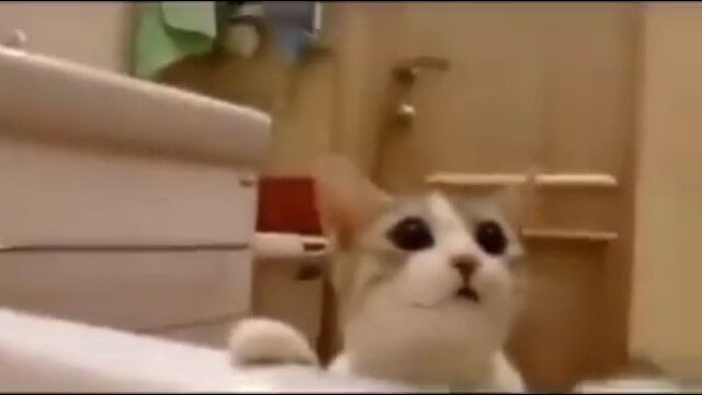 「大丈夫か!いま助けるぞ!」シャワーに打たれる飼い主のお姉さんを必至で助ける猫