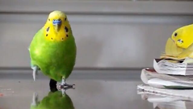 �����������󥳤����ä������äƤ����ͻҤ򥹥����Ǹ���Ȳİ���