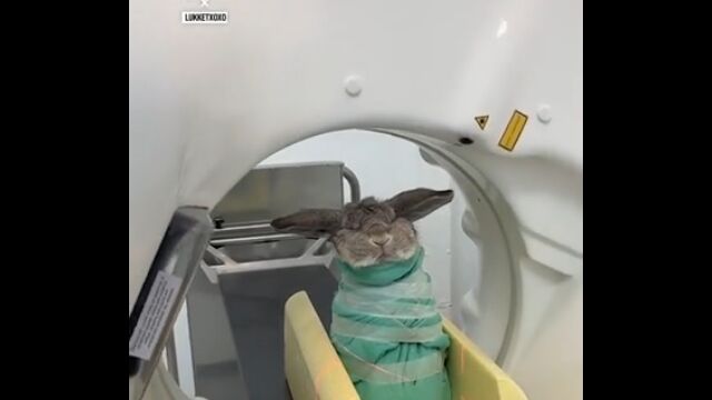 CTスキャンされるウサギがブリトーみたいで可愛い