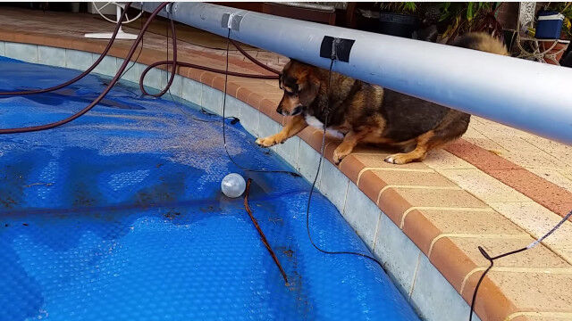 プールに落ちたボールを取りたい!必死で前足を伸ばす犬がかわいい