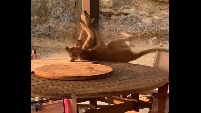 野生のワラビー同士の大乱闘が裏庭で見られる、オーストラリアならではの風景