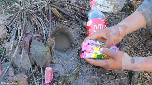 メントスコーラを泥穴にそそいで魚を捕るあの謎テクで、どうやらヘビも捕れるらしい
