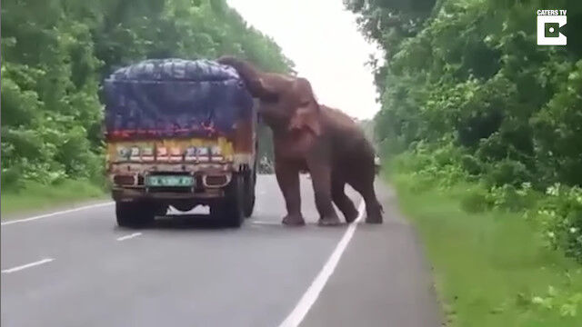 野生のゾウがトラックの荷台からジャガイモを盗む、インドの森林地帯で撮影された珍事