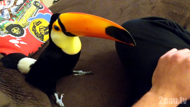 ˤäѤǤơɽ⤫٤륪˥ϥİ