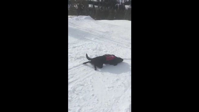 雪の上を滑り降りる楽しさを知ってしまった犬 その2