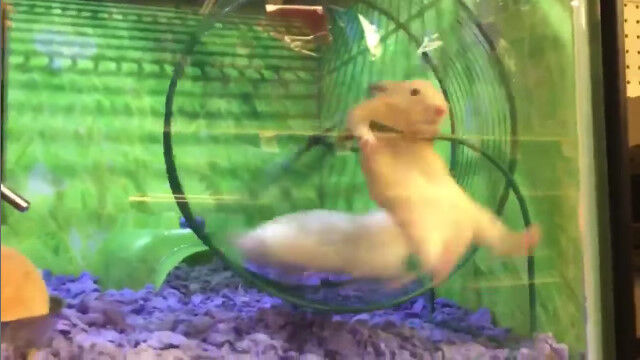 ϤҤɤʬ֤ϮơѤʻˤʤäƤޤäϥॹ