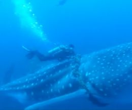 �줬�����դ����ޤ���Ĺ��������٥�����ε߽з�