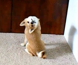 �󤬤⤲�롪�ȿ��ۤˤʤ�ۤɸ���ˤΤ�����Ƹ�����