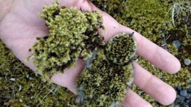 ヒナの見た目が苔そっくり、擬態能力がとても高いムナグロの一種