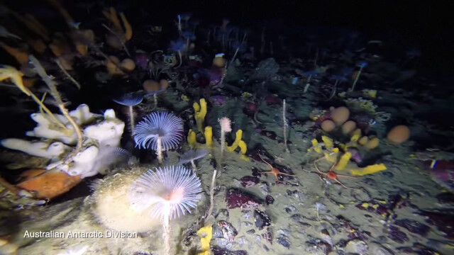 �ޤ��̤�Τ���������ˤ�ɹ�β��˹�����ä��٤�����