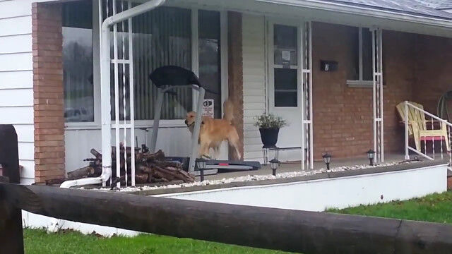 散歩もできない雨の日の、ある犬の過ごし方
