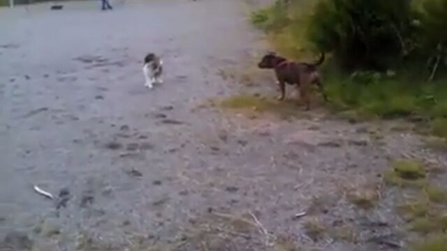 ǭޥݤޤݤ䶫Ĥƨ륹åեɥ㡼֥롦ƥꥢΥ쥹