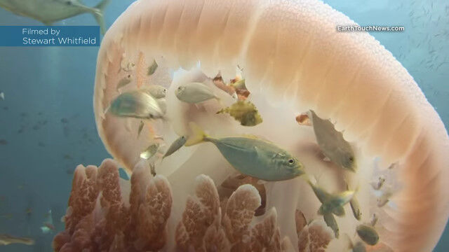 まるで移動要塞!巨大なクラゲの中に隠れ、大きな魚から身を守る小魚たち