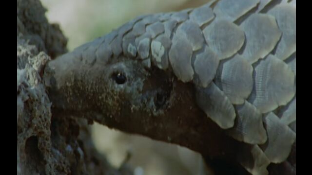 アリの巣の断面図でよく分かる、細くて長くてネバネバした舌でアリを食べるセンザンコウ