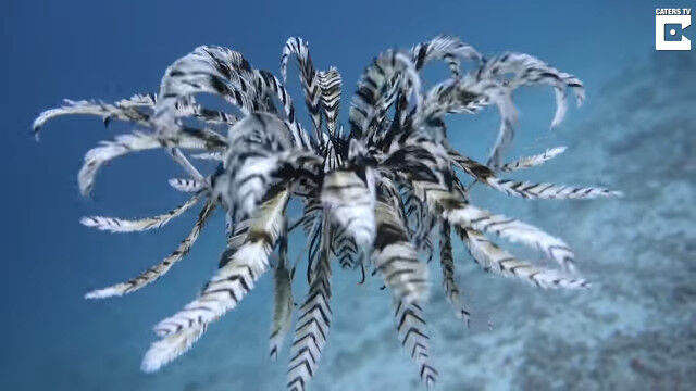 ���𤬱ˤ��Ǥ�ߤ���������򸵵��˱ˤ����ߥ����򥪥����ͥ����С�������