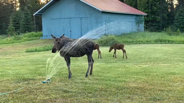 ̱Ȥߡץ󥯥顼ǽإ饸Τ줵