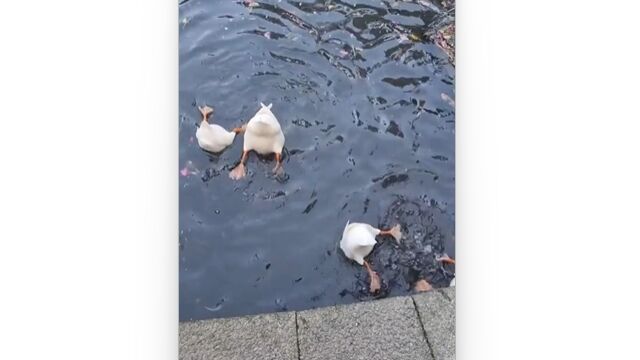 エサ探してるだけのアヒルのお尻が可愛い