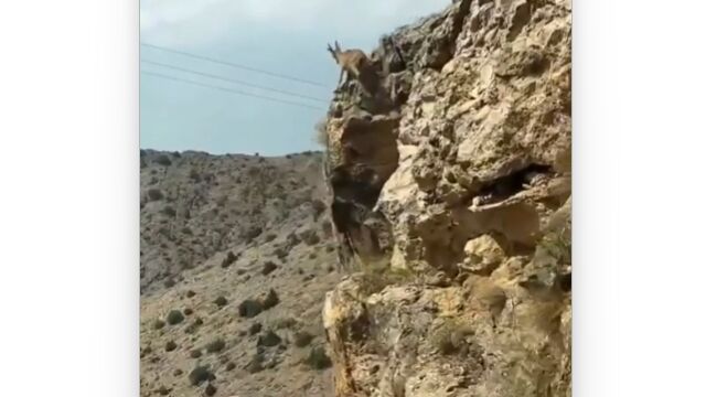 人にとっての断崖絶壁も、山羊にとってはただの道