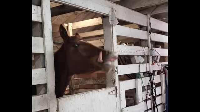 あんまり暇なもんだから、ベロをペチペチ打ち鳴らして遊ぶ馬