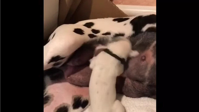 なぜかノリノリ?母ちゃんが大変そうなミルクの飲み方をする子犬